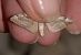 Aplocera efformata  - Hazel West